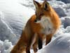 Animal cards, a fox searching in the snow