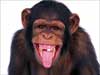 Monkey E-cards, Chimpanzee sticks his tongue out