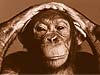 Kaarten met apen, foto van baby chimpansee op ecard