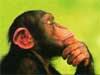 Kaarten met apen, denkende aap chimpansee e-cards