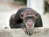 Kaarten met apen, Chimpansee is nieuwsgierig