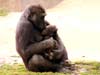 Kaarten met apen moeder chimpansee en jong