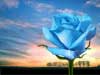 Kaarten met bloemen sturen blauwe roos