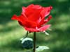 Bloemen kaarten, een mooie rode roos in de natuur