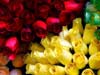 Bloemen kaarten,rode en gele rozen