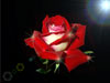Bloemen e-cards, roos met glitter en glamour