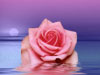 Bloemen e-cards met bloemen roze roos in water