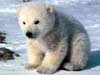 dierenkaarten e-cards baby ijsbeer