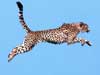 wildlife dieren kaarten, vliegende cheetah