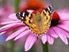 dieren kaarten, een vlinder op bloemen bezoek, dieren e-cards