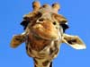 dierenkaarten e-cards, een giraffe kijkt naar je