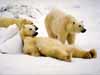 wildlife dieren kaarten, luie ijsbeer