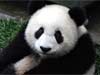 dierenkaarten e-cards, Panda beer kijkt in de camera