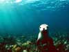 kaarten met dieren sealion posing underwater