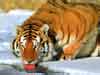 wildlife dieren kaarten, siberische tijger drinkt