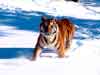 dierenkaarten e-cards tijger in de sneeuw