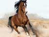 dieren kaarten, prachtige foto van een rennend paard