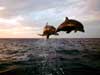 Dolfijnen kaarten, vliegende dolfijnen in volle vlucht