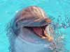 Dolfijnen kaarten Flipper de bekende film dolfijn