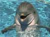 Dolfijnen kaarten een vrolijke dolfijn