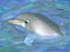 kaarten dolfijnen leuke dolfijne lach
