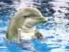 Dolfijnen kaarten foto van dolfijn staand