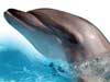 Dolfijnen kaarten, portret van een dolfijn