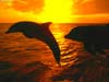 Dolfijnen kaarten twee dolfijnen springen in het licht van een zonsondergang