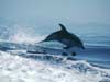 kaarten dolfijnen, dolfijn springt over de golven