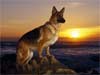 Hondenkaarten, mooie foto van een Duitse herdershond