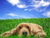 Hondenkaarten, een luie hond in het gras