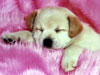 Honden e-cards, rose puppy
