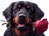 E-Cards met Honden: Rottweiler