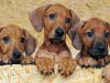 Hondenkaarten, Puppy trio