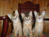 Katten kaarten, 3 kittens
