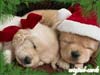 Kerstkaart: Kerstpups