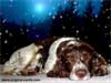 3D Kerstkaart: Hond Daisy