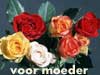 Moederdag kaarten voor moeder