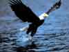 wildlife animal cards, Eagle hunting on the watersurface