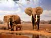 animal ecards elephants drinking