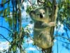 Animal cards, portrait of a Koala bear, animals on e-cards