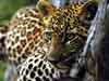 wildlife animal cards, lazy leopard, wild cat ecards