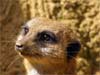 Animal cards, a meerkat close-up, animals on e-cards