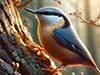 nuthatch