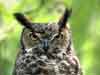 wildlife animal cards, Owl closeup