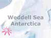 animal e-cards Penguins on the Weddel Sea Antartica