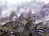 Animal cards zebras on the move animals on e-cards