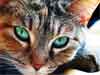 Cats ecards beautiful blue eyed cat