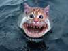 Cats ecards the incredible shark cat