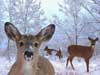 Christmas E-Cards, Christmas Deers in the snow with real falling snow
